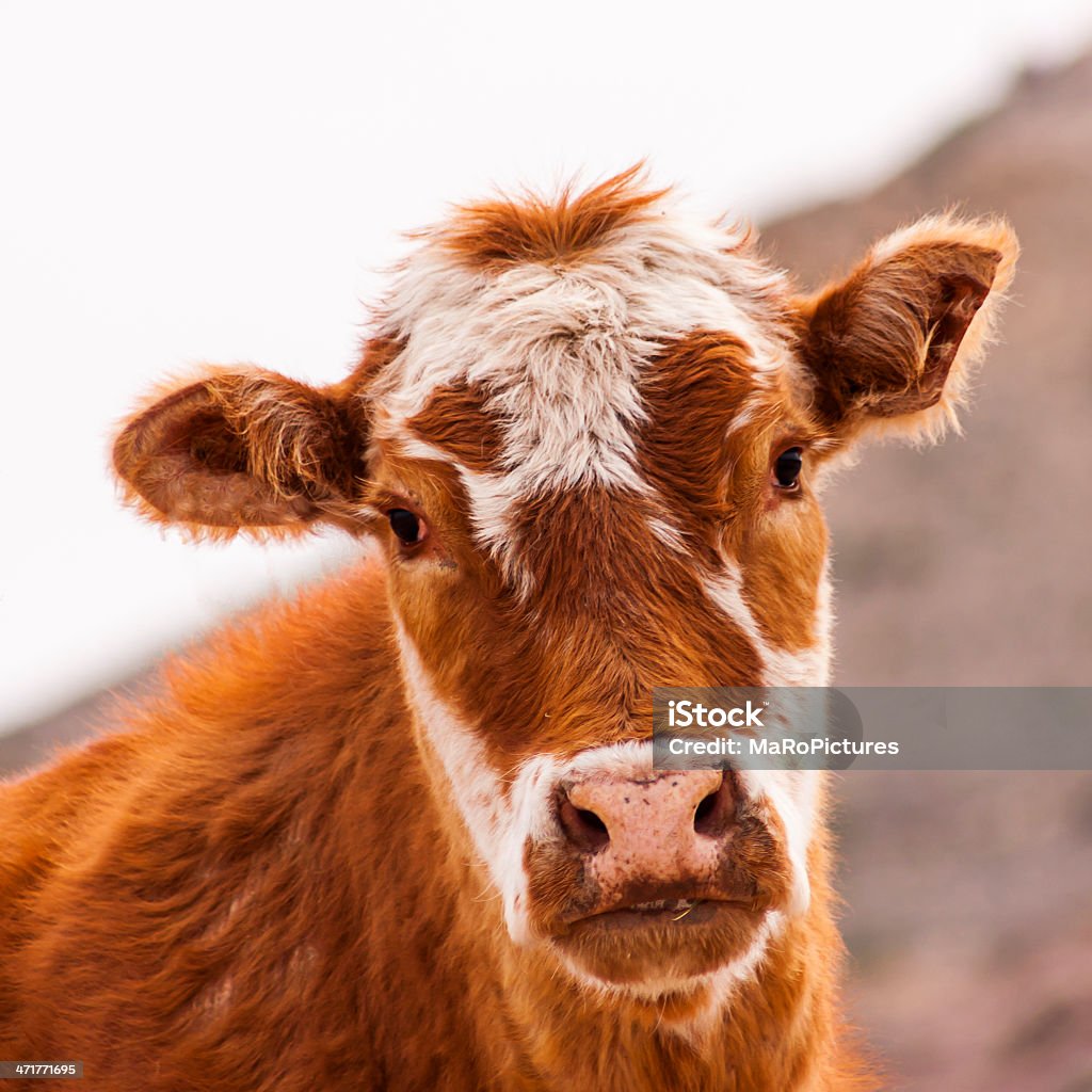 Cattle Square shot of a calf Agriculture Stock Photo