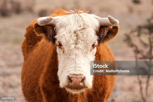 Bovinos - Fotografias de stock e mais imagens de Gado Simental - Gado Simental, Visão Frontal, Agricultor