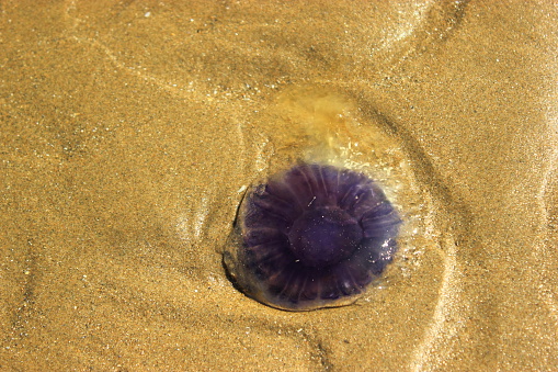 a jellyfish i came across on Barmouth beach