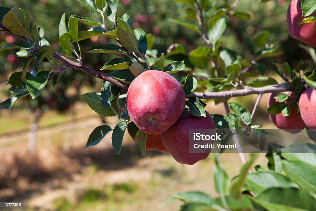 레드 사과들 Brach 대한 - 로열티 프리 0명 스톡 사진