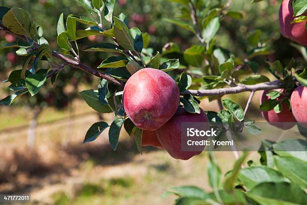 Foto de Maçãs Vermelhas Em Um Brach e mais fotos de stock de Agricultura - Agricultura, Alimentação Saudável, Colheita