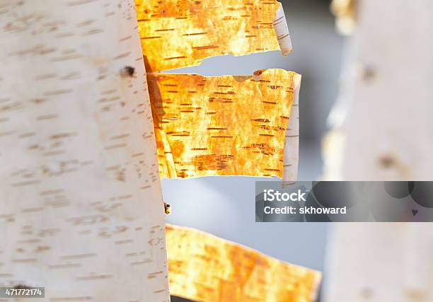 Peeling Bark Of A White Paper Birch Tree Trunk Stock Photo - Download Image Now - 2015, Birch Tree, Close-up