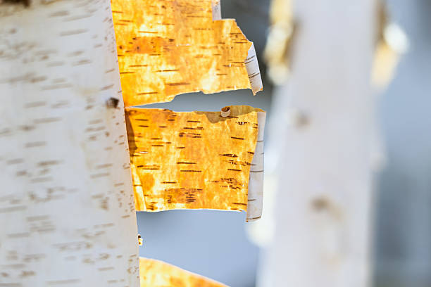 Close up of silver birch tree bark texture/pattern.