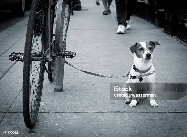 Foto de Jack Russell Terrier Espera e mais fotos de stock de Animal - Animal, Animal de estimação, Animal doméstico