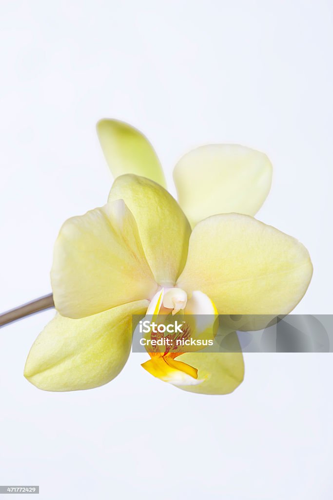 Другие лайм Орхидея - Стоковые фото Азия роялти-фри