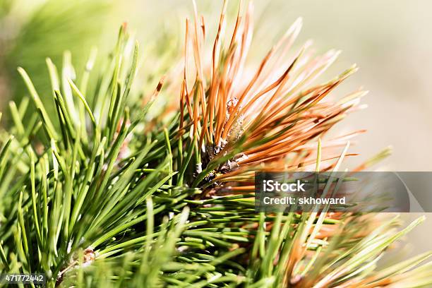 Green And Rust Colored Pine Needles On Diseased Tree Stock Photo - Download Image Now