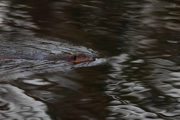 istock BEAVER SWIMMING AT DUSK 471772945