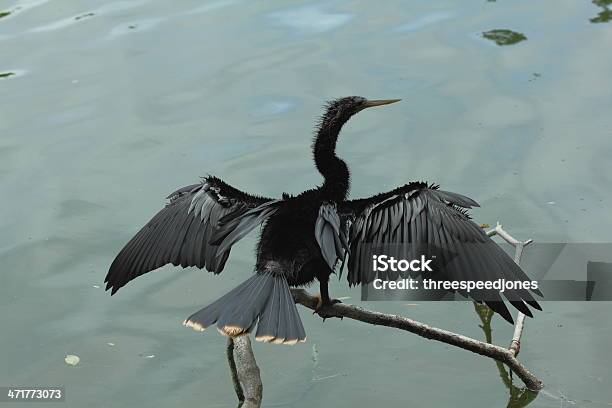 Anhinga - Fotografie stock e altre immagini di Ambientazione esterna - Ambientazione esterna, Animale selvatico, Aninga indiana