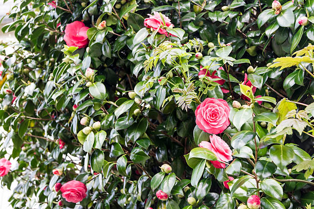 istock beautiful pink rose blossoms on a bush. 471773135