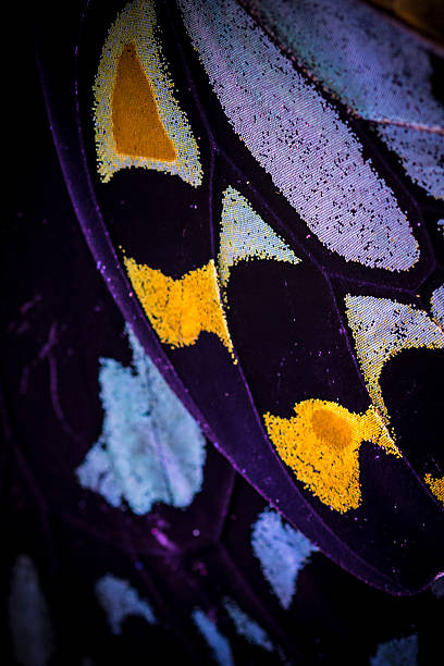 Purple yellow butterfly wing