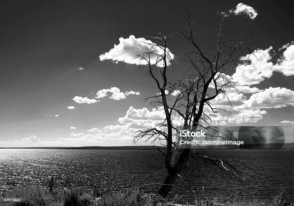 Lone Tree y nubes hojas - Foto de stock de Agua libre de derechos