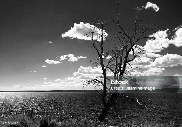 Lone Tree Y Nubes Hojas Foto de stock y más banco de imágenes de Agua - Agua, Aislado, Blanco y negro