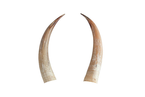 istock Twin big ivory tusks 471773825