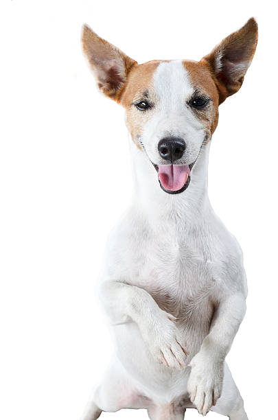 istock Dog Jack Russel sitting isolated 471773845