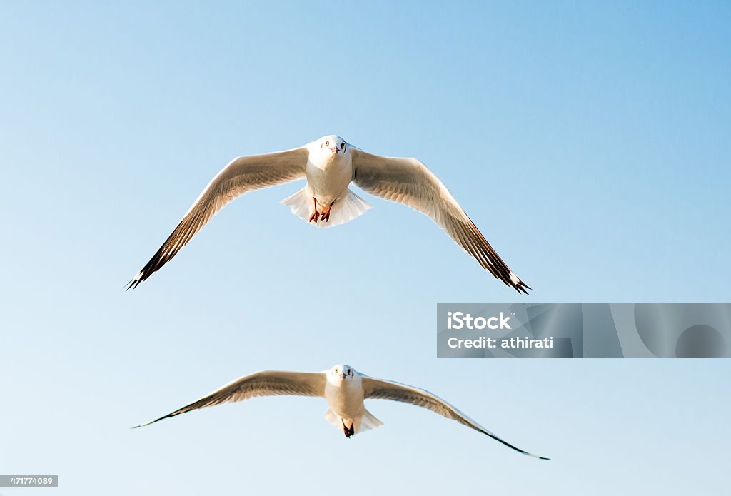 Gaivota em BangPu, Tailândia - Foto de stock de Andorinha-do-mar - Ave marinha royalty-free