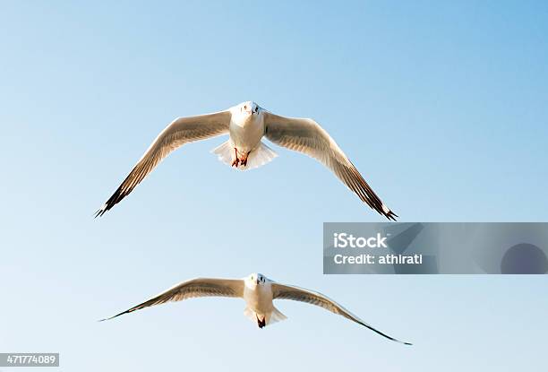 Foto de Gaivota Em Bangpu Tailândia e mais fotos de stock de Andorinha-do-mar - Ave marinha - Andorinha-do-mar - Ave marinha, Animal, Animal selvagem