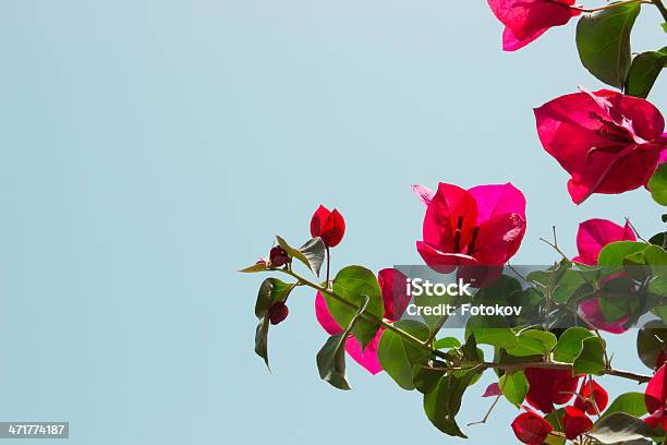 Buganvília Flor - Fotografias de stock e mais imagens de Arbusto - Arbusto, Buganvília, Cor de rosa