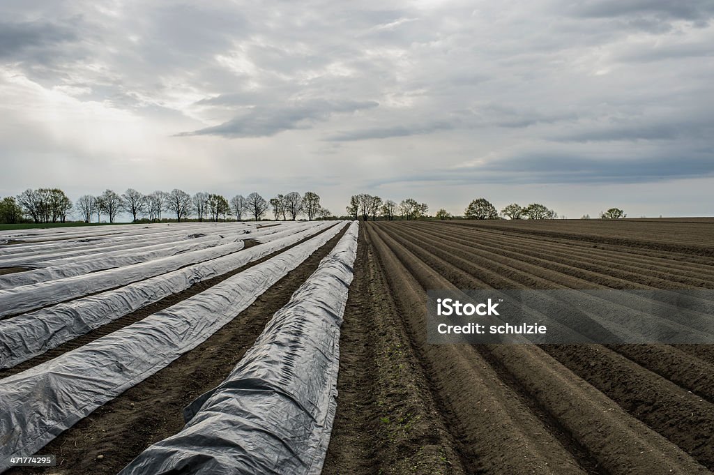 Asperges Field - Photo de Adolescence libre de droits