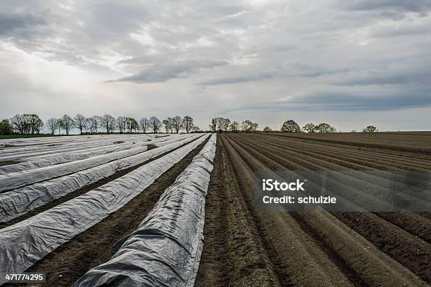 Photo libre de droit de Asperges Field banque d'images et plus d'images libres de droit de Adolescence - Adolescence, Agriculture, Arbre