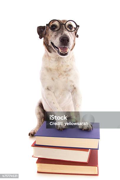 Feliz Estudiante Perro Foto de stock y más banco de imágenes de Perro - Perro, Clase de formación, Libro