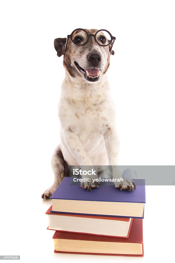 Cachorro feliz estudante - Foto de stock de Cão royalty-free