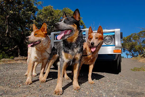 Three Australian Cattle Dogs, one Blue Heeler, two Red Heelers in front of blue and silver ute. Australia.
