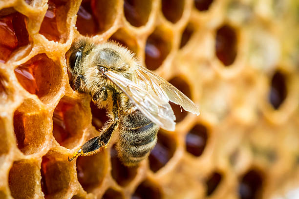 istock Close up of bees in a beehive on honeycomb 471774973
