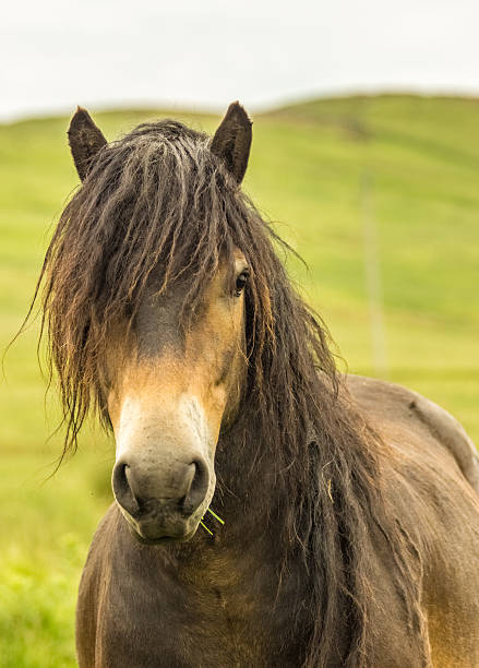 istock Rare Wild Horse Breed Exmoor Pony 471775145