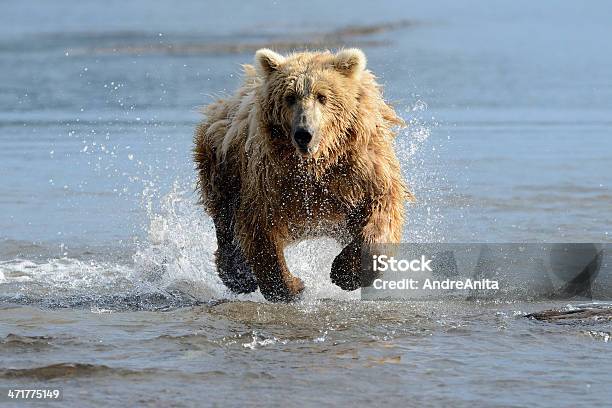 Grizzlybären Bear Stockfoto und mehr Bilder von Braunbär - Braunbär, Bär, Fotografie