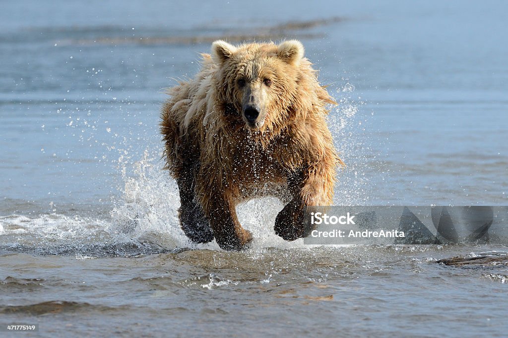 Grizzly Bear - Foto de stock de Correr royalty-free