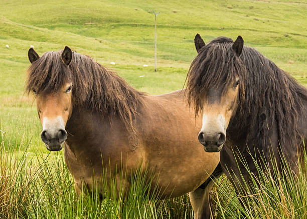 Rare Wild Horse Breed Exmoor Pony