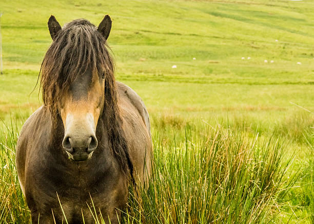 istock Rare Wild Horse Breed Exmoor Pony 471775163