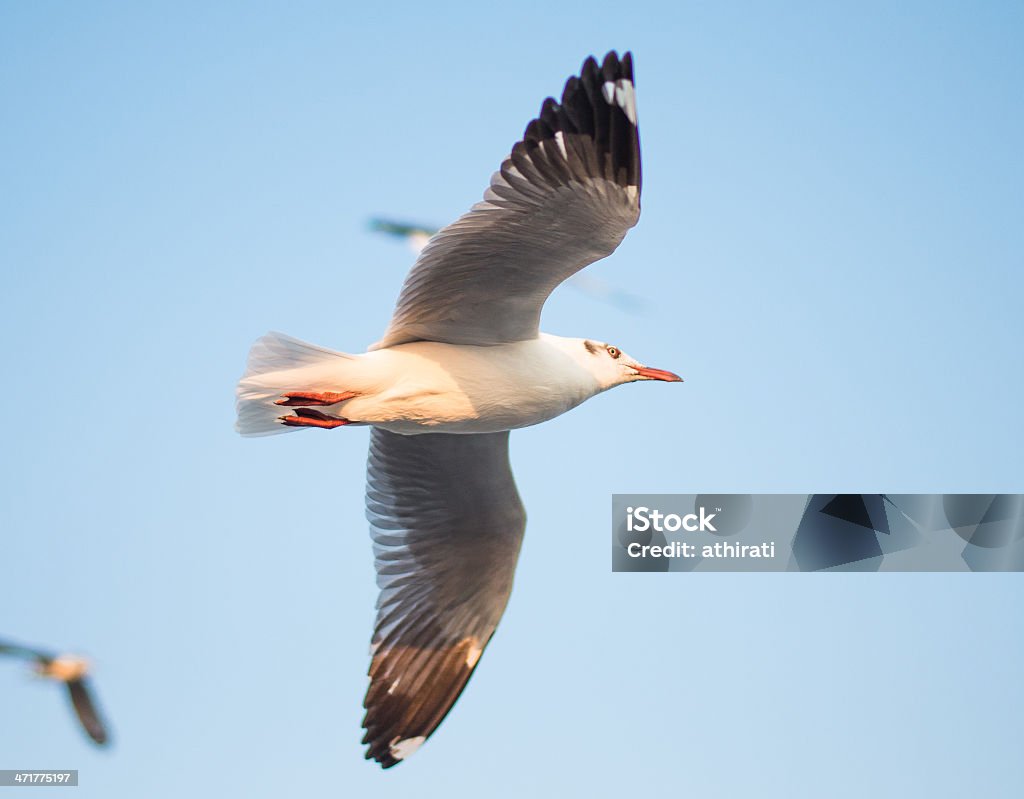 Gaivota em BangPu, Tailândia - Royalty-free Animal Foto de stock