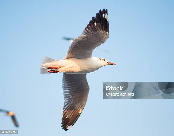 Gaivota Em Bangpu Tailândia - Fotografias de stock e mais imagens de Animal - Animal, Atividade, Azul