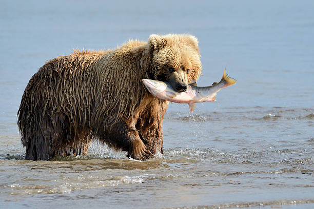 istock Grizzly Bear fishing 471775229