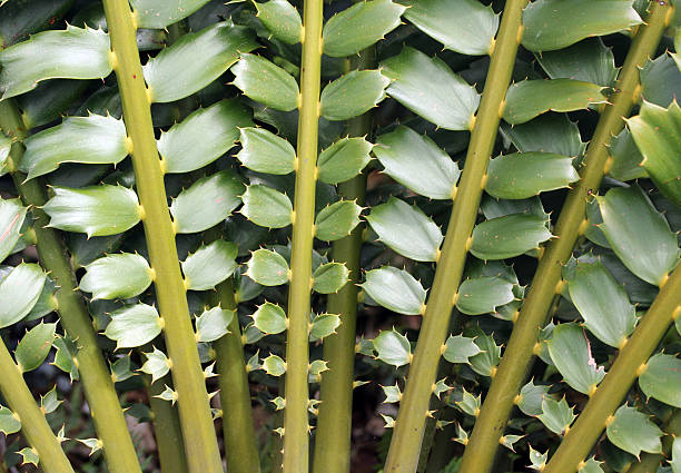 Closeup of beautiful leaves - Zululand Cycad stock photo