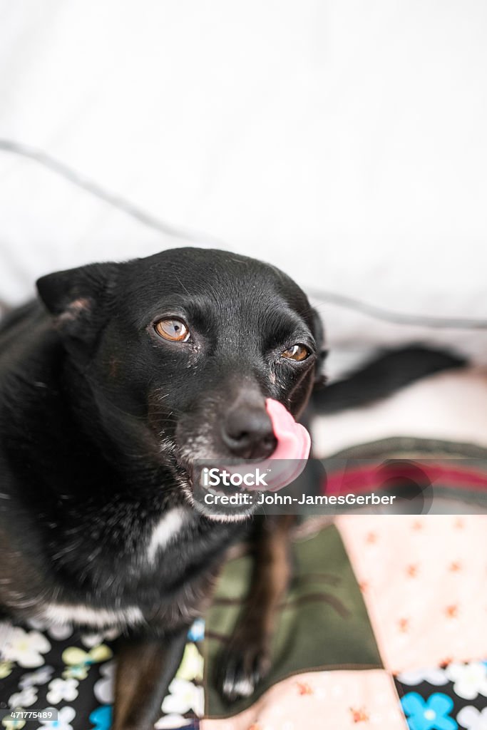 Hund seine Nase lecken - Lizenzfrei Baumrinde Stock-Foto