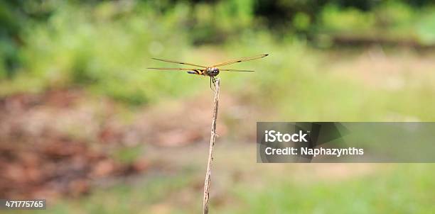 Dragon Fly На Стебель В Лесу — стоковые фотографии и другие картинки Безпозвоночное - Безпозвоночное, Горизонтальный, Дикие животные