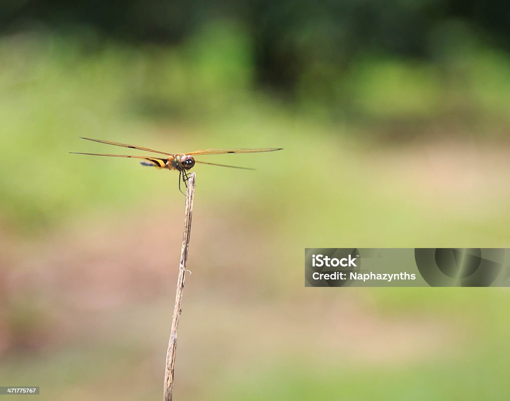 Dragon Fly sur tige en forêt - Photo de Agrion libre de droits