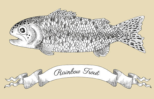 stockillustraties, clipart, cartoons en iconen met graphic drawing of rainbow trout and vignette - trekzalm