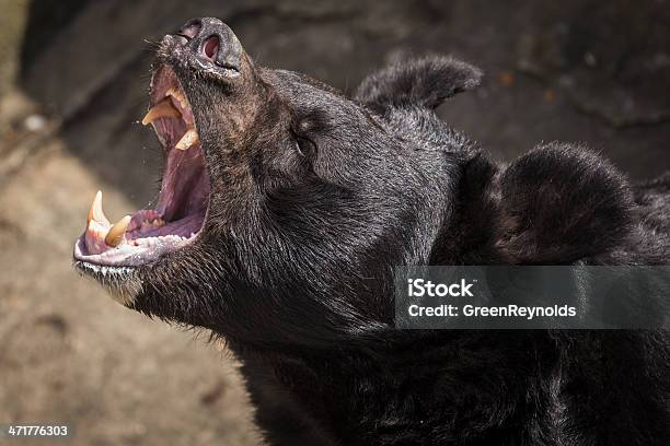 Roaring Black Bear Stockfoto und mehr Bilder von Gewalt - Gewalt, Amerikanischer Schwarzbär, Stehen