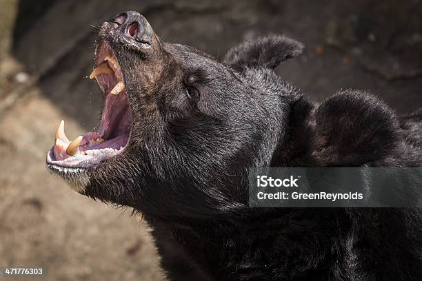 으르렁거리다 블랙 베어 폭력에 대한 스톡 사진 및 기타 이미지 - 폭력, 미국흑곰, 서 있기