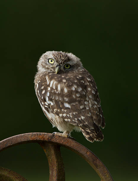 Portrait of a Little Owl Perched On Rusty Wheel. stock photo