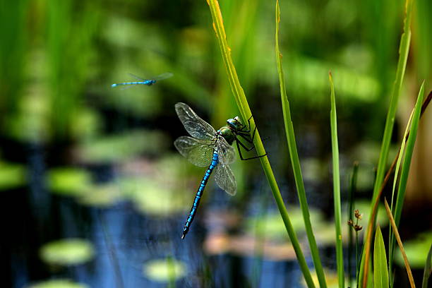 Blue Dragonflies Horizontal close up of two blue dragon flies dragonfly photos stock pictures, royalty-free photos & images