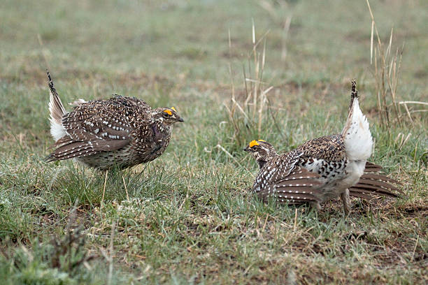 istock Wild sharp-tailed grouse face off in Northern Colorado lek 471776664