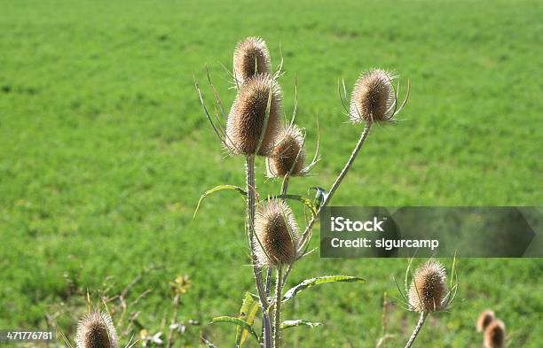 Cardo Chardon - Fotografias de stock e mais imagens de Arbusto espinheiro - Arbusto espinheiro, Bardana-menor, Cardo