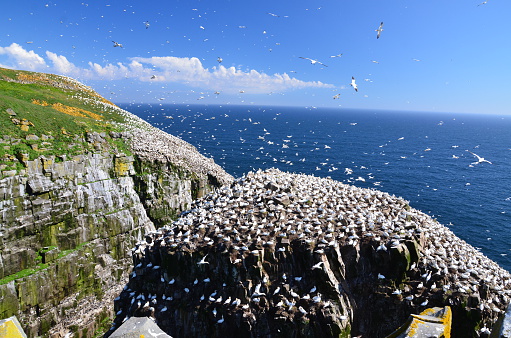 A full view of Big Rock at Cape St. Mary's Ecological Reserve where over ten thousand northern gannets nest among other sea birds along the coast of Newfoundland, Canada.