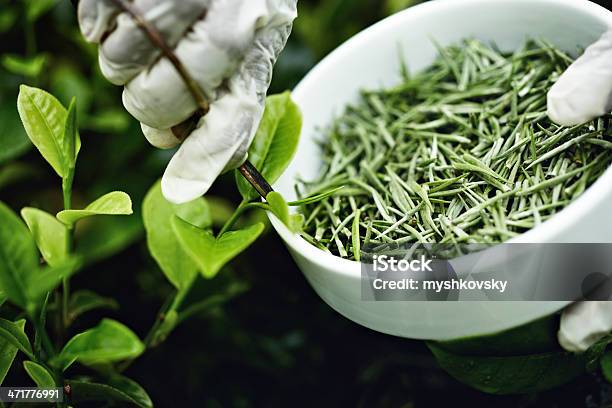 White Tea Picker Stock Photo - Download Image Now - White Tea, Dried Tea Leaves, Harvesting