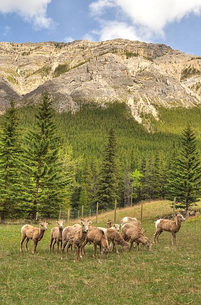 istock group of alberta bighorn sheeps with rock mountain in background 471777007