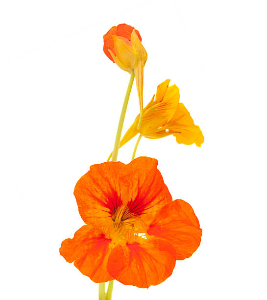 istock Tropaeolum majus ,garden nasturtium 471777034